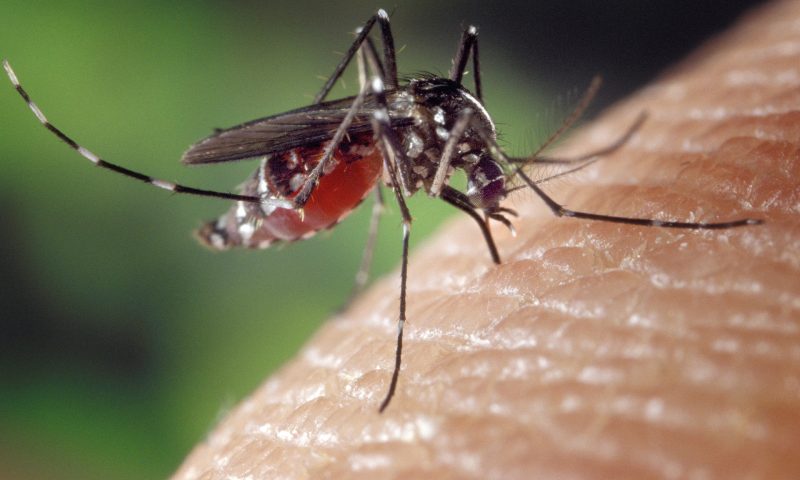 Pernambuco confirma primeira morte por chikungunya no Estado em 2022