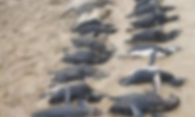 Ciclone extratropical mata quase 600 pinguins no Litoral de SC