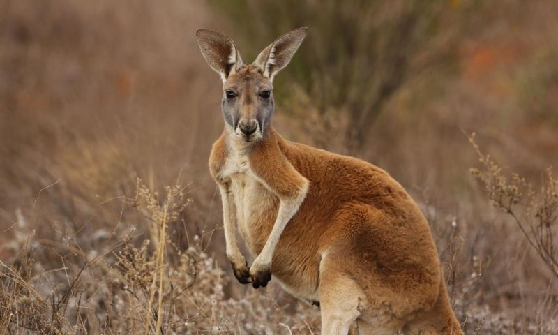 Homem é morto por canguru que mantinha como animal de estimação