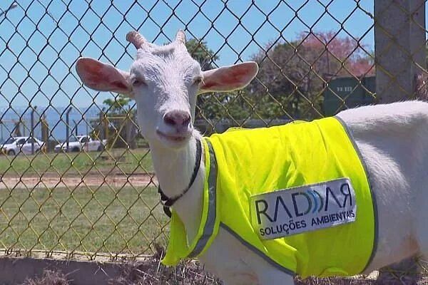 Aeroporto do Galeão “contrata” cabra para capinar pista e espantar aves