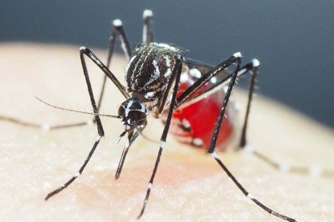 Brasil tem recorde de mortes em decorrência da dengue em 2022