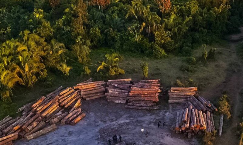 Desmatamento da Amazônia bate recorde em fevereiro