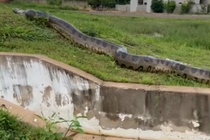 Vídeo: Sucuri gigante passeia ‘de boa’ em lago de residencial
