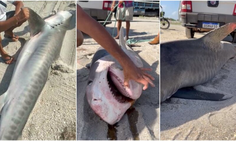 VIDEO:Pescadores se surpreendem ao capturar tubarão-tigre de três metros