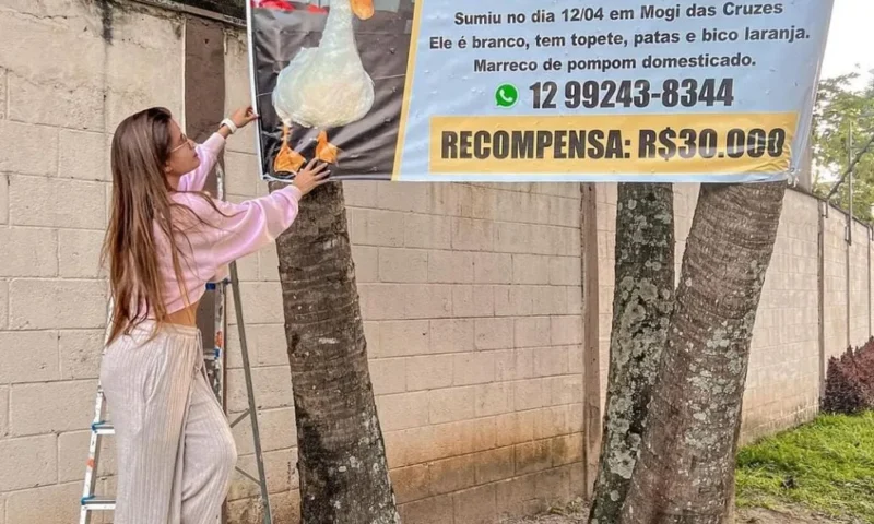 Influenciadora oferece recompensa de R$ 30 mil por pato desaparecido