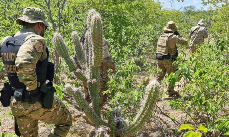 Polícia Federal realiza erradicação de 276 mil pés de maconha em PE