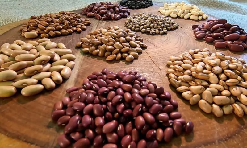 Governo ordena recolhimento de lotes de feijão de duas marcas