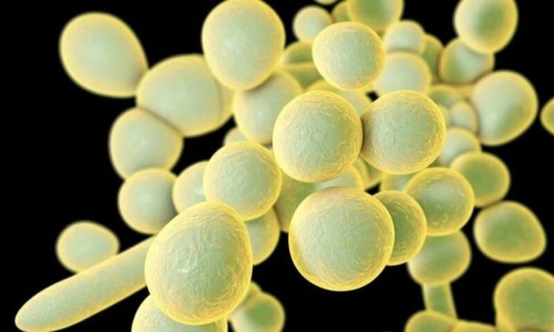 Pernambuco confirma dois casos do superfungo Candida auris