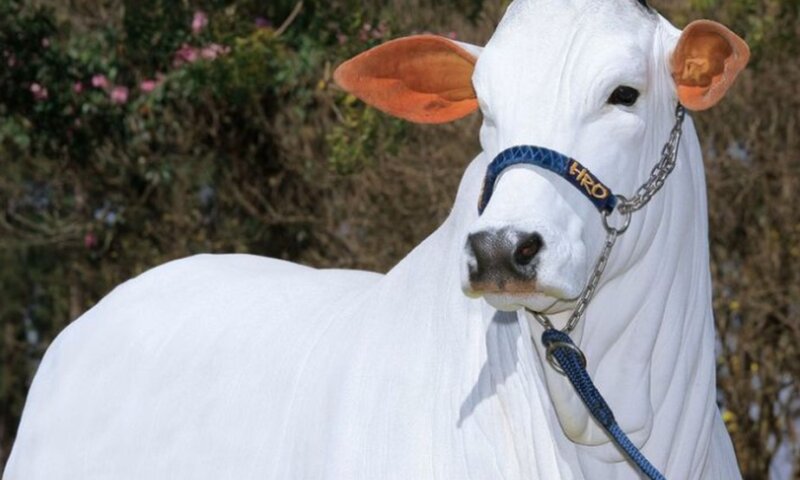 VÍDEO:Vaca mais cara do mundo: Nelore brasileira atinge valor de quase R$ 21 milhões