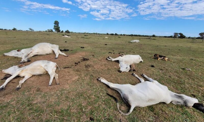 Prejuízo de R$ 3 milhões: Mais de mil cabeças de gados morreram de frio