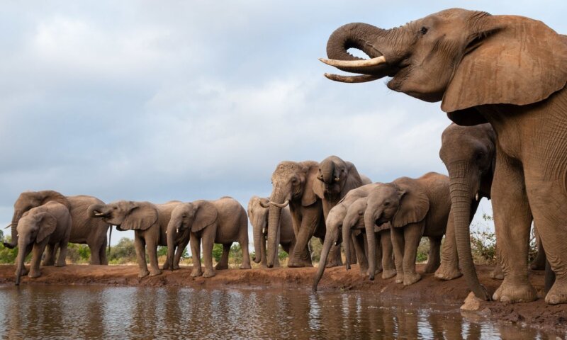 Botsuana ameaça enviar 20 mil elefantes para a Alemanha