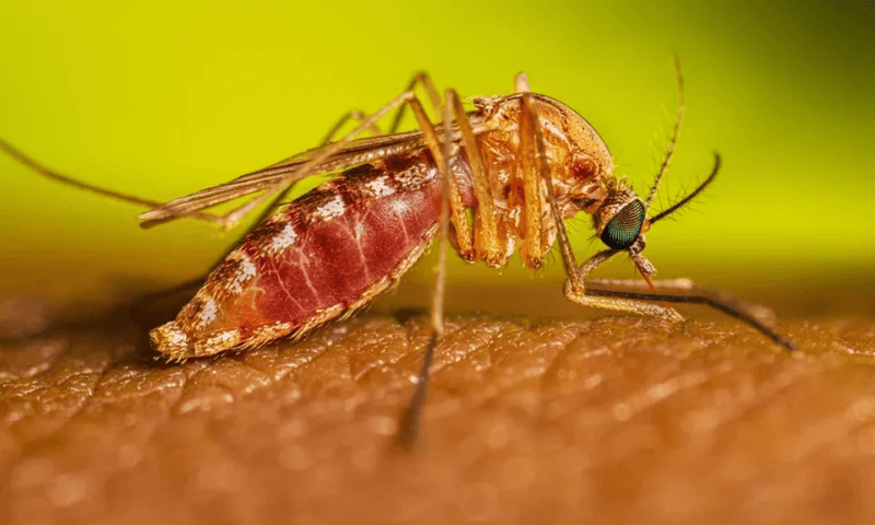Febre Oropouche em Pernambuco: sobe para nove o número de casos confirmados