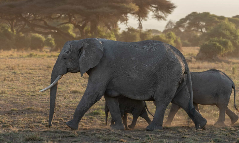 Turista morre esmagado ao tentar tirar foto com elefantes na África do Sul