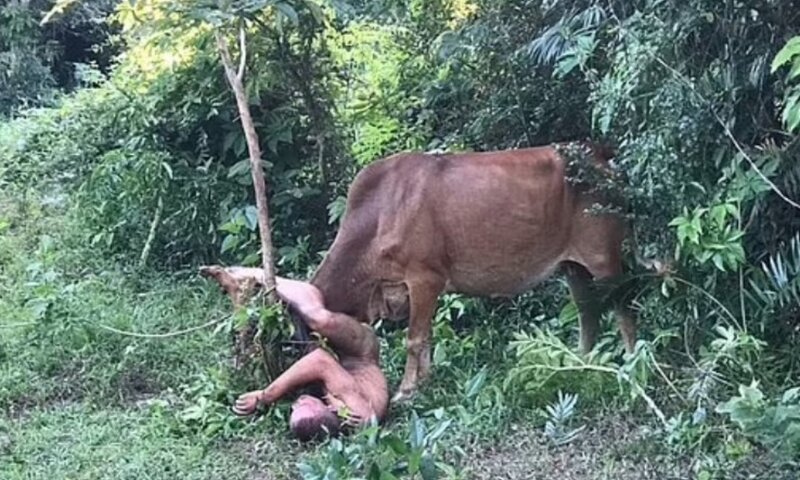 Homem nu é atacado por vaca ao tentar abusar dela em mata