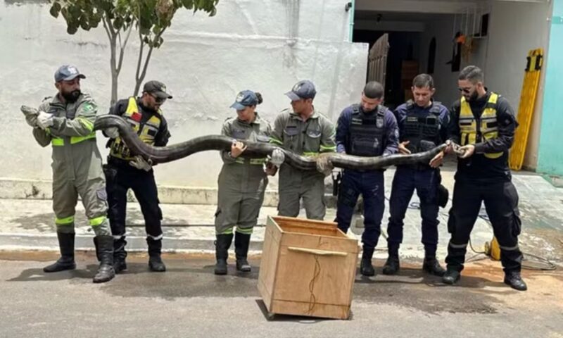 Com auxílio de drone, sucuri de quase 5 metros é capturada em rede de esgoto