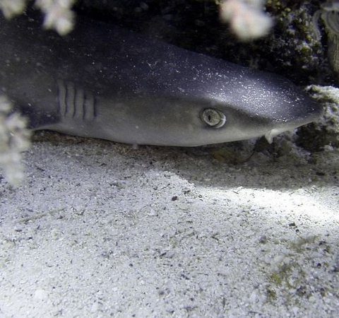 Turista fica ferida após ser mordida por tubarão durante um passeio em Fernando de Noronha,PE