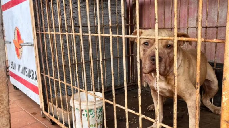 Menino de 4 anos morre após ataque do pit bull da família