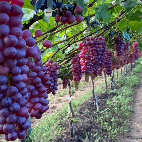 4º maior exportador do Nordeste para os EUA, Pernambuco pode ter impacto de cerca de R$ 1 bilhão ao ano nas exportações com tarifa de 50% de Trump