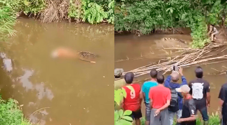 Mulher é morta por crocodilo de 4 metros enquanto coletava mariscos no rio