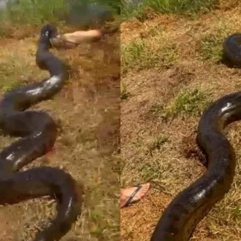 VÍDEO: Sucuri gigante é flagrada pegando cachorro no quintal de casa, arrasta para lagoa e viraliza