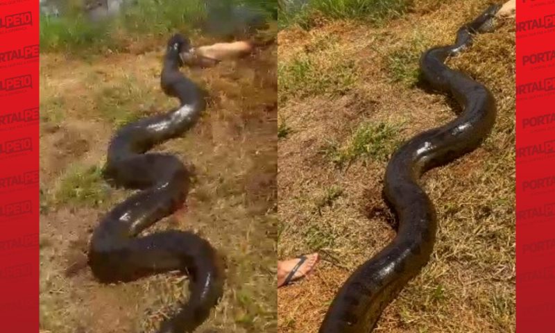 VÍDEO: Sucuri gigante é flagrada pegando cachorro no quintal de casa, arrasta para lagoa e viraliza