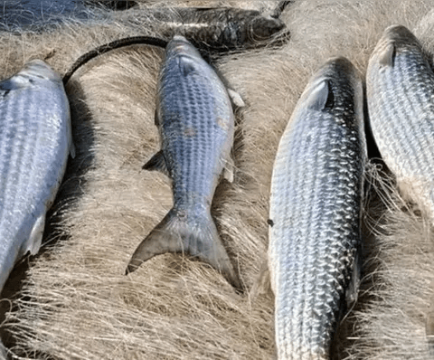 Alto Risco: Pesca de tainha do tipo arrasto de praia é suspensa em todo o Brasil