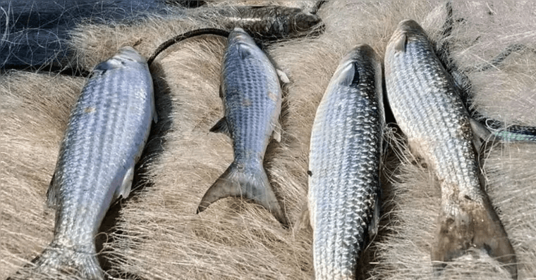 Alto Risco: Pesca de tainha do tipo arrasto de praia é suspensa em todo o Brasil